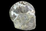 Jeletzkytes Ammonite On Rock - South Dakota #98711-2